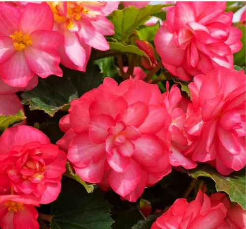 Vista 5 de Más de 100 semillas de flores de begonia rosa sin parar, ornamentales fáciles de cultivar semillas de flores