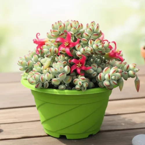 Vista 3 de Planta viva de Cotyledon Pendens, suculenta para interiores y exteriores, maceta de 2 pulgadas