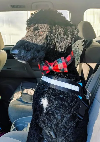 Vista 8 de Lionet Paws Collar navideño para perro y gato con corbatín, suave y cómodo, collar ajustable
