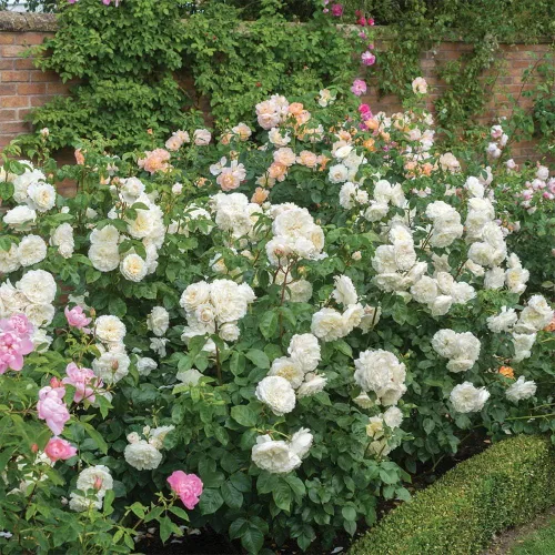 Vista 3 de Rosas arbustivas inglesas de reliquia, planta de raíz propia viva