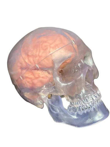 Vista 4 de Medical Anatomical Human Classic Modelo de calavera transparente 3 piezas con modelo cerebral de 8 partes, tamaño real