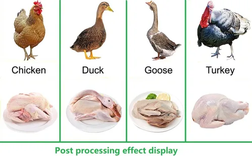 Vista 3 de shengyi Removedor de plumas de uso doméstico de ligera capacidad para aves, máquina desplumadora de pollos, máquina de depilación para aves
