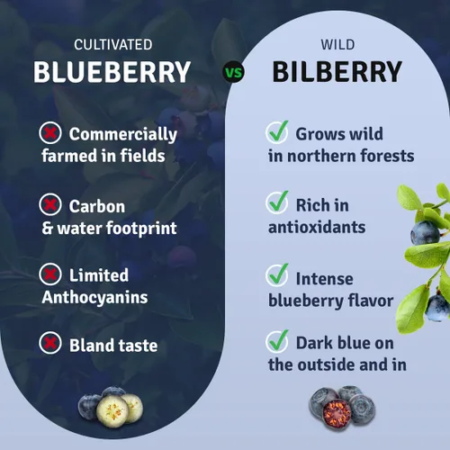 Vista 6 de ÖSEL BERRY Arándanos secos orgánicos, bayas azules silvestres 100% sin azúcar Arándanos liofilizados seleccionados a mano - Orgánico y fresco