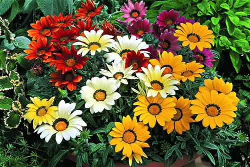 Vista 4 de Semillas de Flores de Tesoro de Interior (Gazania) Mezcla de Flores Anual No OGM