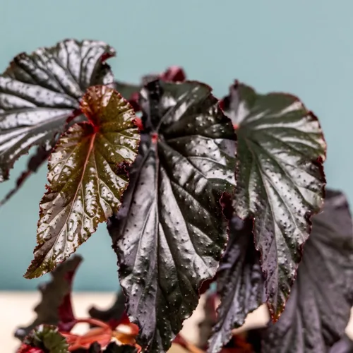 Vista 7 de Juego de 2 plantas vivas de begonia, plantas raras de begonia para colgar, canasta colgante ornamental de 5"-9" de alto (Ala de Ángel Negro)