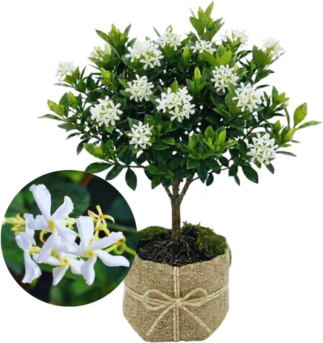 Vista 7 de 2 plantas de jazmín vivas, planta de flores de jazmín trepadoras, zona 4 a 11, 5 a 7 pulgadas de altura (blanco doble)