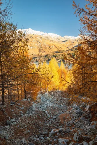 Vista 4 de 25 semillas europeas de alerce pino perenne Larix Decidua