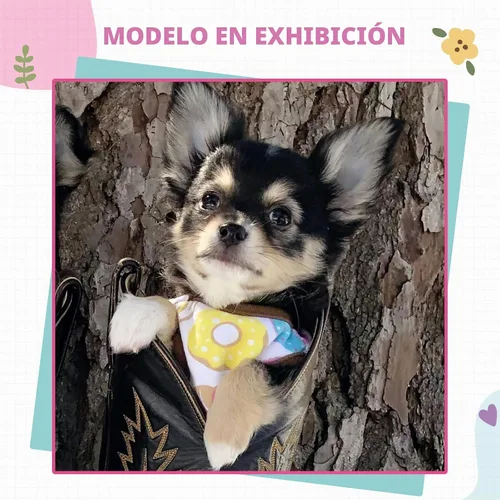 Vista 7 de Camisa para perros pequeños, lindas camisetas de algodón suave sin mangas para perros pequeños, gatos, chaleco para perritos, camiseta para Donut
