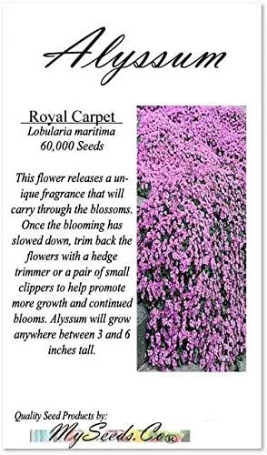 Vista 2 de MySeeds.Co - Paquete grande – (60,000 +) semillas de alfombra real Alyssum – Lobularia maritima fragante – Atrae abejas melíferas y mariposas