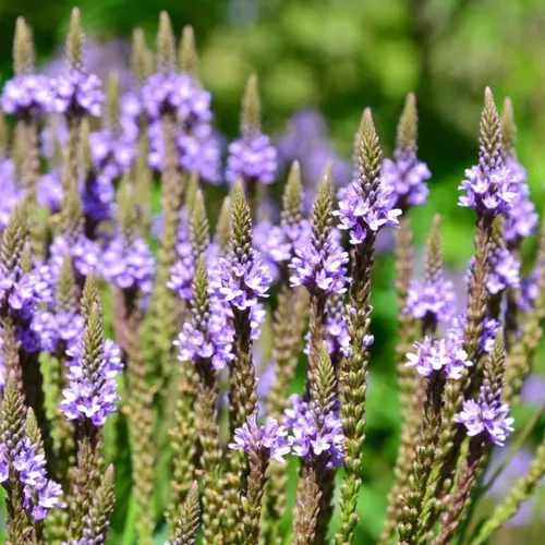 Vista 6 de Planta de verbena azul, hierba de verbena en maceta 4 inc. para plantar al aire libre en interiores de tu jardín