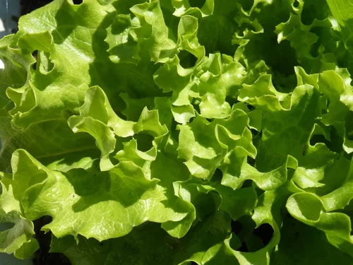 Vista 6 de Semillas de interior lechuga verde herencia vegetal para plantar semillas sin OMG 1000