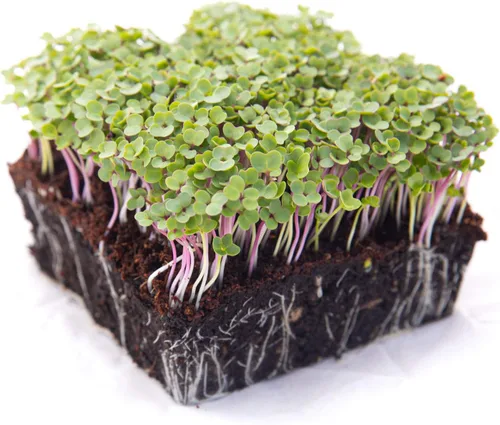Vista 7 de Kale Trio Sprouting & Microgreen Mix Contiene semillas de col rizada azul, Premier y rojas de col rizada rusa Semillas tradicionales sin OMG