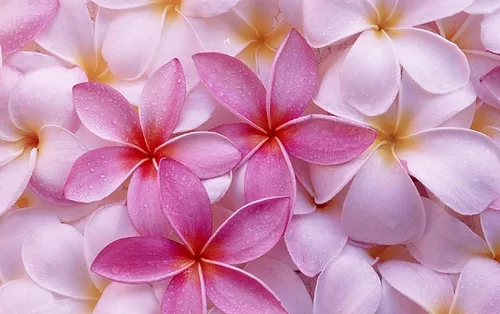 Vista 5 de 4 CORTES Hawaiian Plumeria Planta Mixta