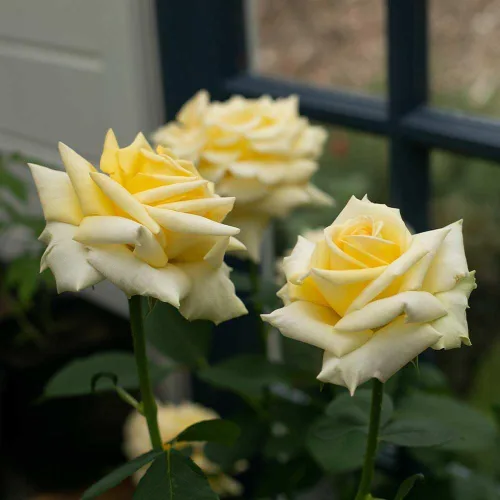 Vista 2 de Heirloom Roses Yellow Rose Bush - Robert Bruce Planta amarilla viva para plantar al aire libre