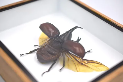 Vista 3 de Juego de taxidermia de insectos en caja de sombra/marco de madera 3D (caja de madera)