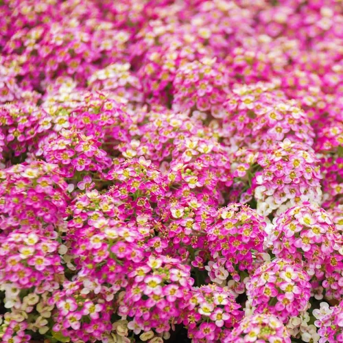Vista 2 de Eden Brothers Alyssum Seeds - Cesta de Oro
