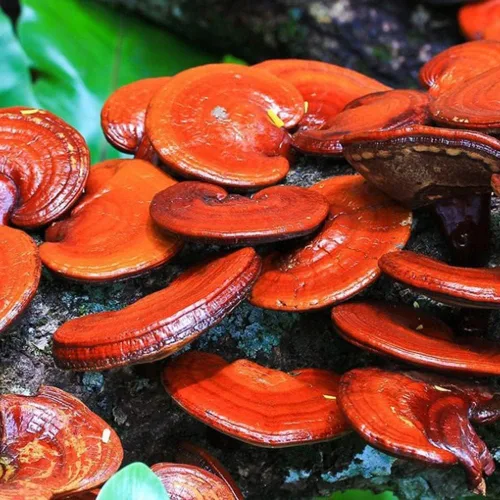 Vista 3 de Liquid Fungi Jeringa de cultivo de hongos Reishi rojo