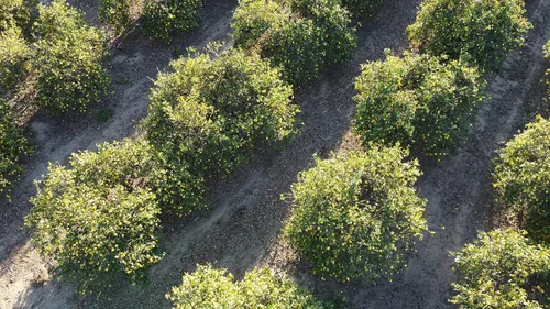 Vista 8 de Hojas de limón orgánicas frescas de California Farm, sin químicos, veganas, sin pulverizar, sin encerar, para té, cocina, hornear, aromaterapia