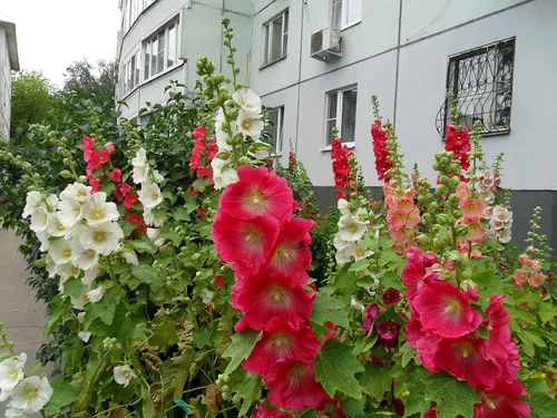 Vista 6 de Semillas Hollyhock Spring Mix Flores perennes
