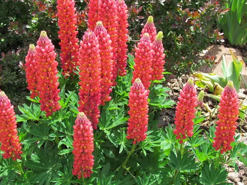 Vista 2 de Semillas Lupin Red Giant Tall Perenne Jardín Cortado Flores para Plantar No OGM