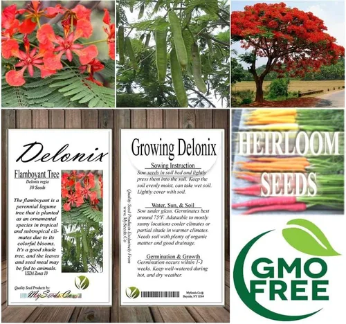 Vista 7 de Delonix regia (árbol extravagante), 5 pétalos arrugados en forma de cuchara, flores de color rojo brillante, elige la cantidad (1 unidad)