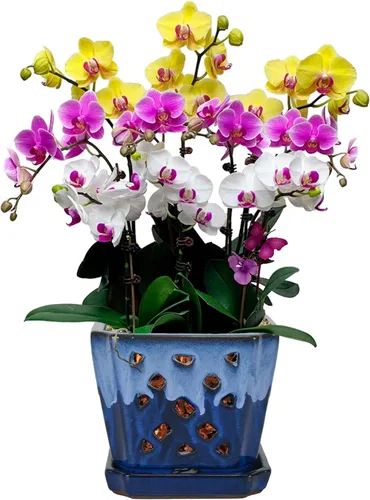 Vista 13 de W&W Ceramic Orchid Pot with Holes and Saucer for Repotting, Blue, 7" Azul