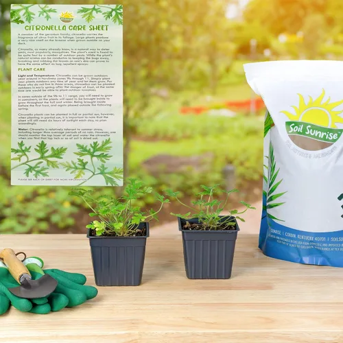 Vista 4 de Plantas vivas de geranio de citronela (paquete de 2); plantas en maceta perfumadas de citronela Pelargonium