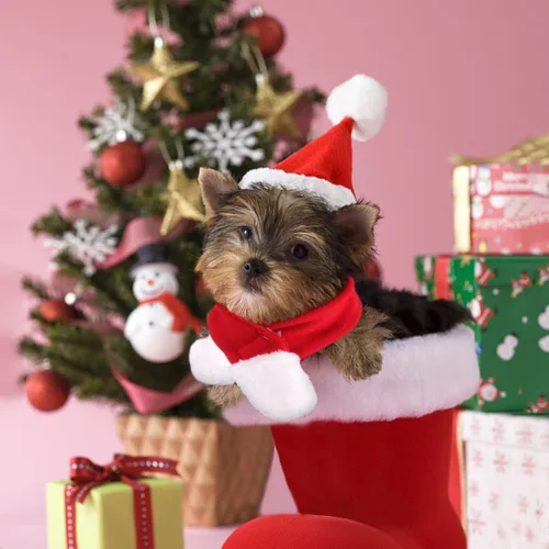 Vista 6 de Disfraz de Navidad para mascotas, perros pequeños, conejos, sombrero de gato de Papá Noel con bufanda roja, bufandas de sombrero de Navidad