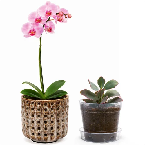 Vista 16 de D'vine Dev Orchid Pot, Clear Pot & Saucer, Smoked White, 6.7 in, 28-A-Y-1 Blanco ahumado