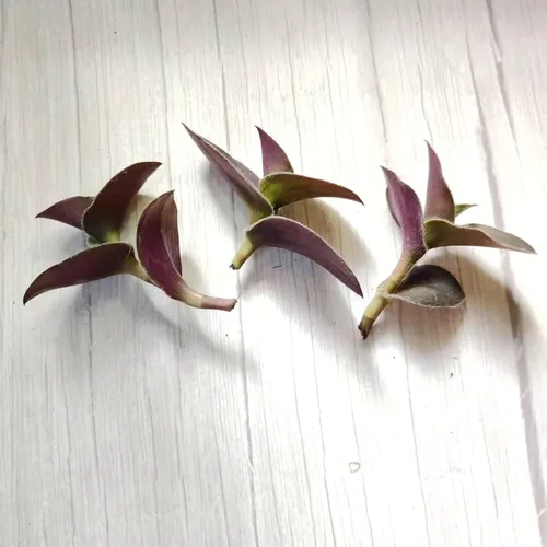 Vista 2 de Esquejes de plantas sin raíz de USKC (3 piezas Tradescantia Flumenisis 'Lavender' sin raíces)