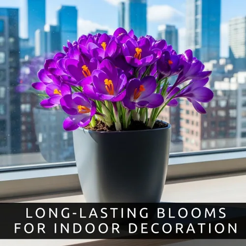 Vista 2 de Bombillas de flores preenfriadas para forzar en interiores, fáciles de cultivar, cultivar en agua o suciedad en interiores o plantas al aire libre