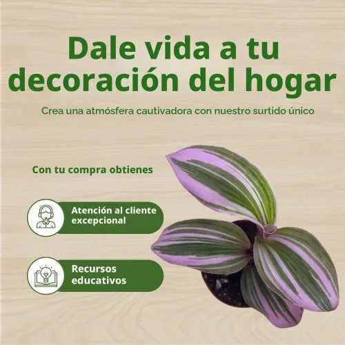 Vista 6 de Surtido de Wandering Due, variedad Tradescantia, 2 pulgadas, juego de 3 pequeñas mini plantas Pixie