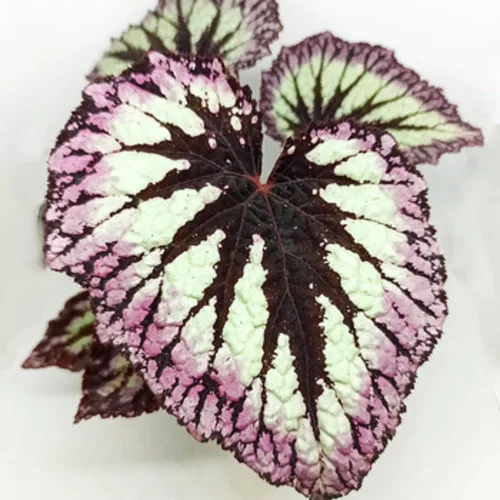 Vista 5 de 2 plantas vivas de Begonia Angel Wing Maculata, tamaño de 5-9 pulgadas de alto, plantas de begonia con lunares surtidas, plantas decorativas