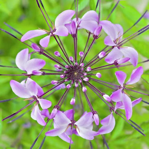 Vista 2 de UtopiaSeeds Cleome Seeds - Flor de araña - Planta de néctar para mariposas monarca - Aproximadamente 5000 semillas