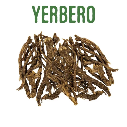 Vista 5 de Yerbero - Raíz de Osha 3.5 oz (100 g) Raiz de Chuchupate Ligusticum porteri Zanahoria de montaña, raíz de oso 100% natural Purificación