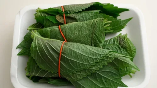 Vista 3 de Gaea's Blessing Semillas de Shiso coreanas (Perilla), semillas tradicionales sin OMG con instrucciones de siembra fáciles de seguir, perilla