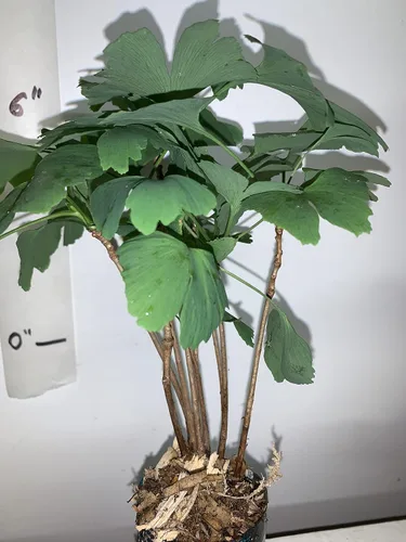 Vista 2 de Más de 6 plantas de ginkgo biloba de 1 año
