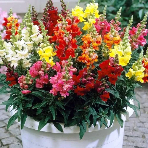 Vista 2 de Seeds Dwarf Low Snapdragon Mix - Flores anuales para plantar - Sin OMG