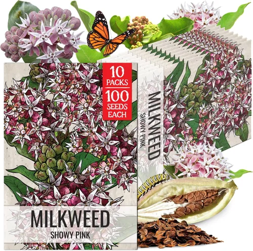 Vista 12 de Seed Needs Semillas de algodoncillo de mariposa naranja para mariposas monarca, 1 paquete