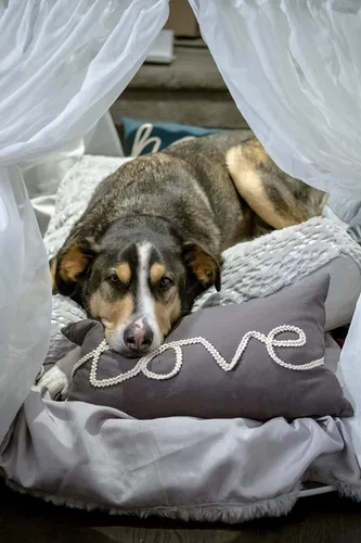 Vista 3 de LOVE AT FIRST BARK DVD
