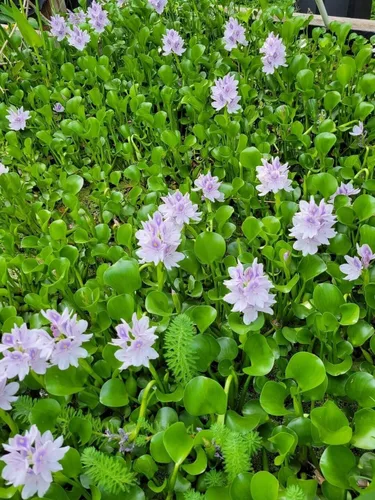 Vista 3 de Jacinto de agua: plantas flotantes fáciles para tu acuario o estanque (1 planta)