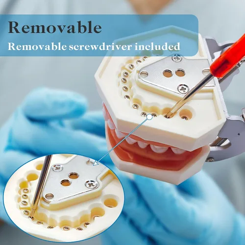 Vista 5 de Modelo de dientes Typodont con dientes extraíbles, modelo de dientes dentales adecuado para enseñanza, práctica y estudio, con un destornillador