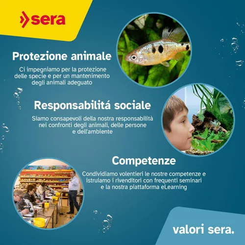 Vista 5 de Sera Koi Professional Color Spring & Fall 17.64 oz Alimento de pescado koi fácilmente digerible para estanques Gránulos flotantes premium