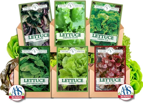 Vista 2 de Park Seed Batavian Full Heart Endive & Chicory Lechuga Mezcla de Semillas - Variedad nutritiva de Escarole con corazones blanqueados cremosos, ideal