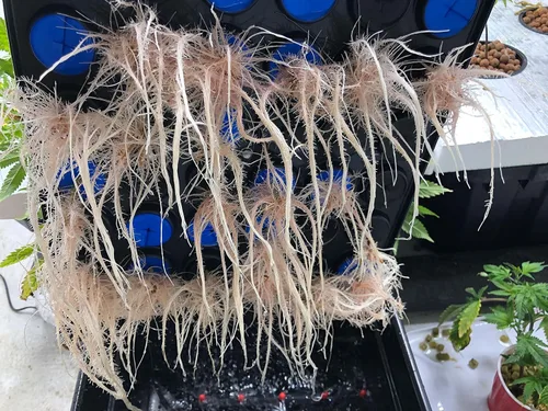 Vista 3 de 25 Site aeroponic máquina de clonación