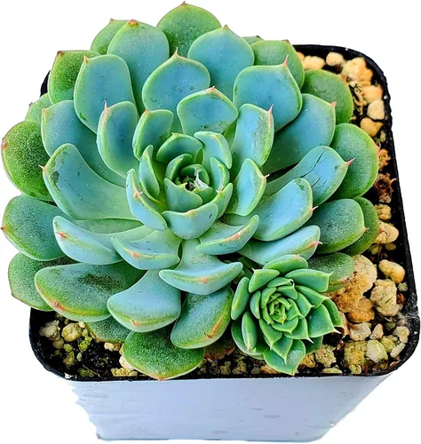 Vista 14 de Fat Plants San Diego Live Echeveria Planta Suculenta Híbrida, Lola