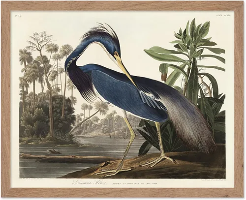 Vista 52 de Poster Master Póster vintage de James Audubon – Impresión retro de amargo americano – Arte de aves de América – Regalo para hombres, mujeres