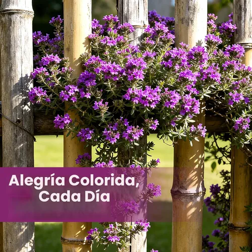 Vista 6 de Más de 20000 semillas de tomillo rastrero para plantar, plantas perennes de cobertura del suelo, flores, semillas de hierbas fragantes para césped