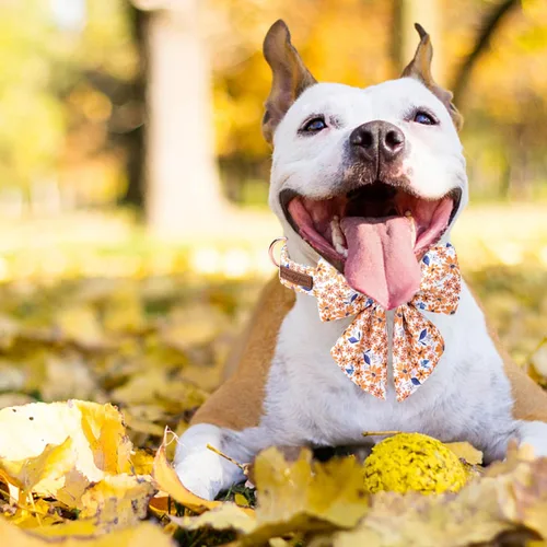 Vista 74 de Unique style paws - Collar para perros con corbatín, collar ajustable para perros y gatos, pequeño, mediano y grande