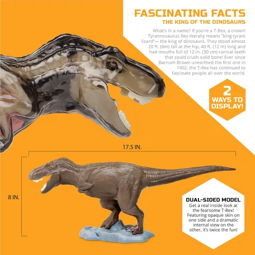 Vista 5 de Discovery Kit de anatomía T-Rex 4D, figura de rompecabezas de dinosaurio jurásico, modelo interactivo de arqueología y paleontología, aprende